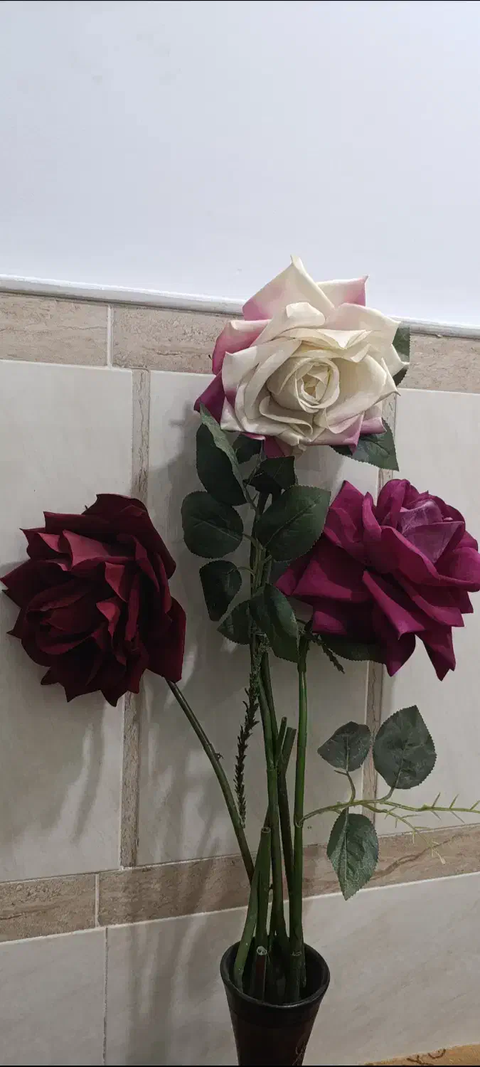 گل رز|گل و گیاه طبیعی|قم, شهرک مهدیه (مدرس)|دیوار