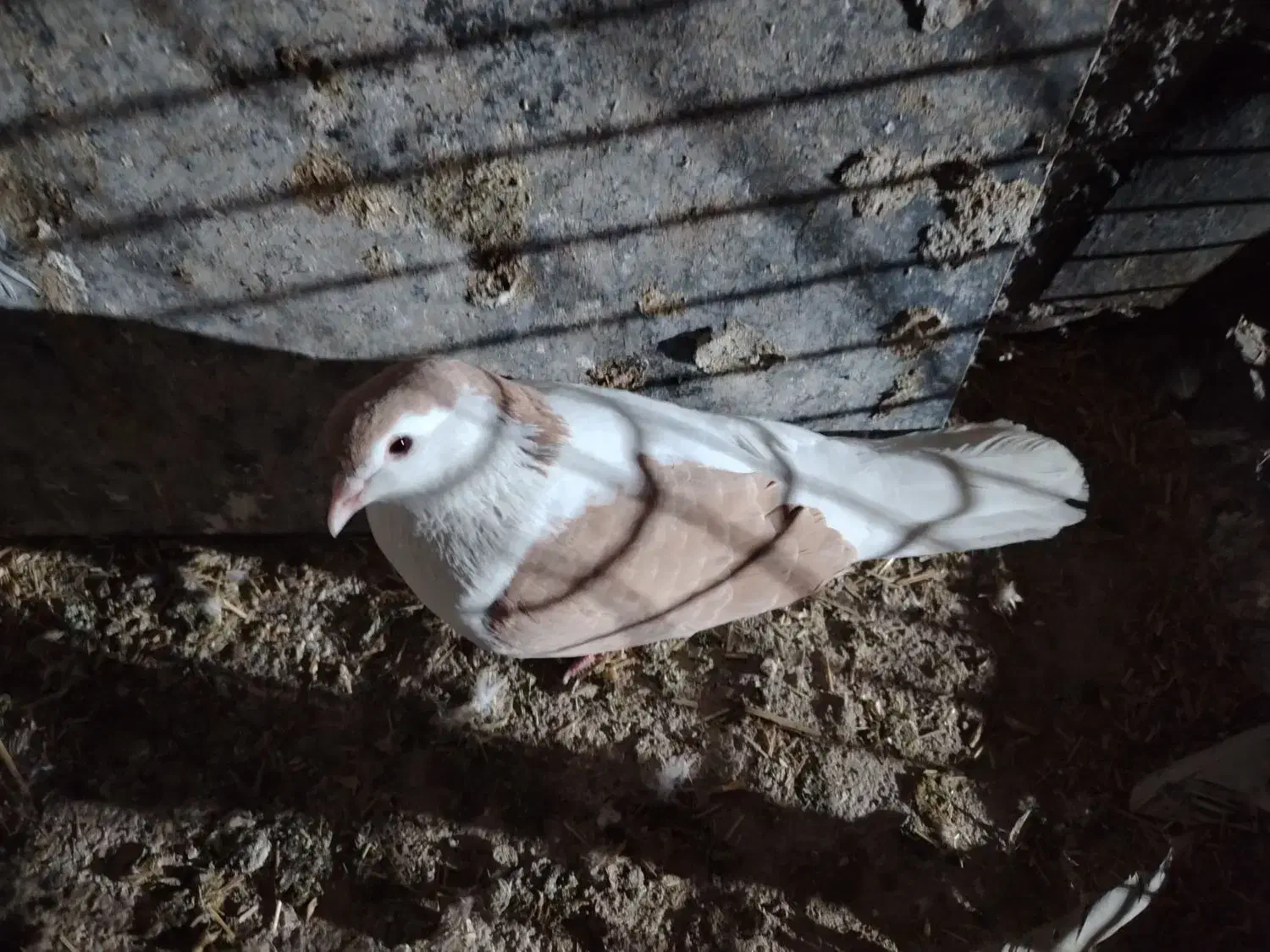 چپ زرد|پرنده|مشهد, شهید جنگی|دیوار