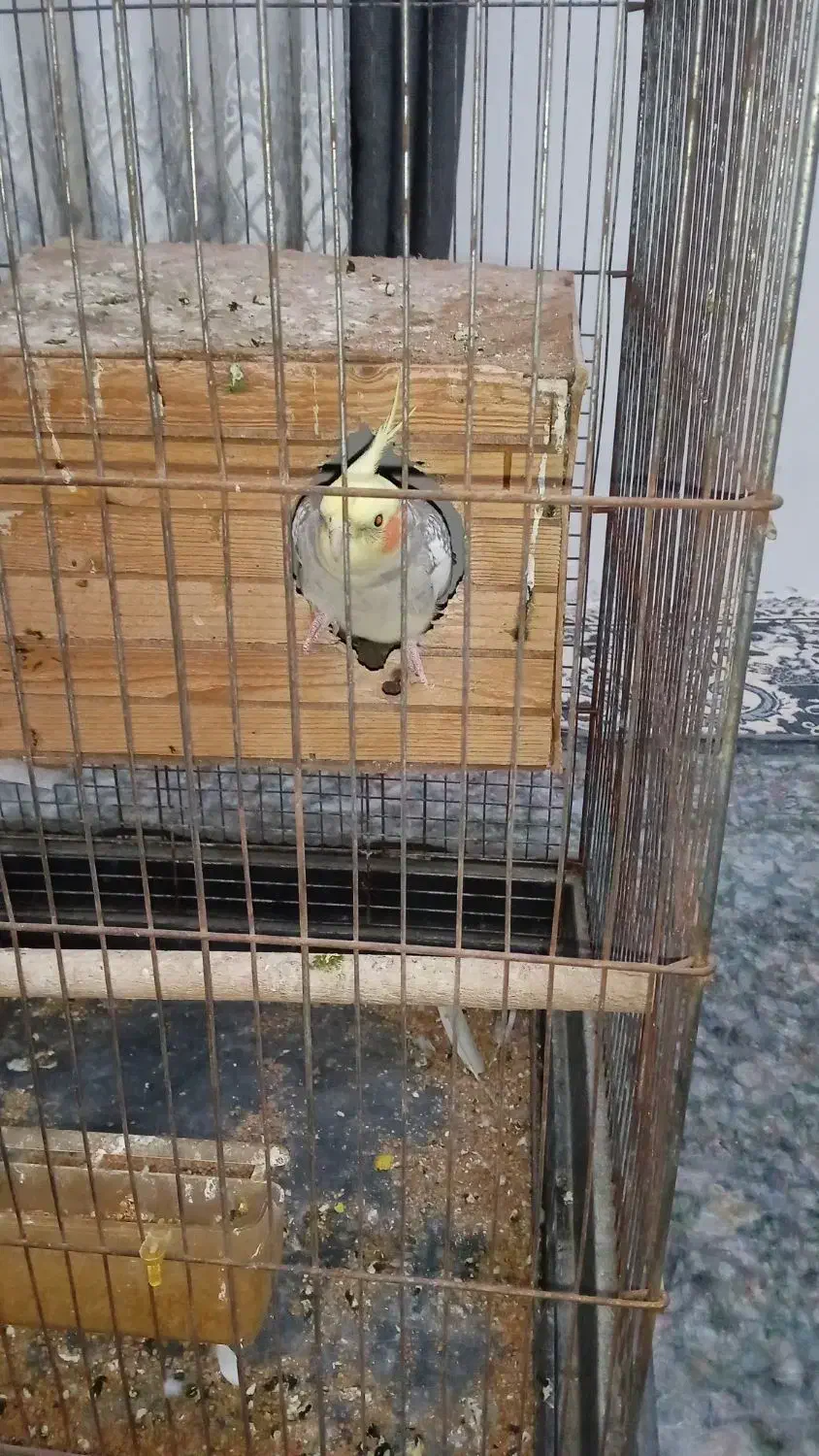 عروس هلندی|پرنده|سنگدوین, |دیوار