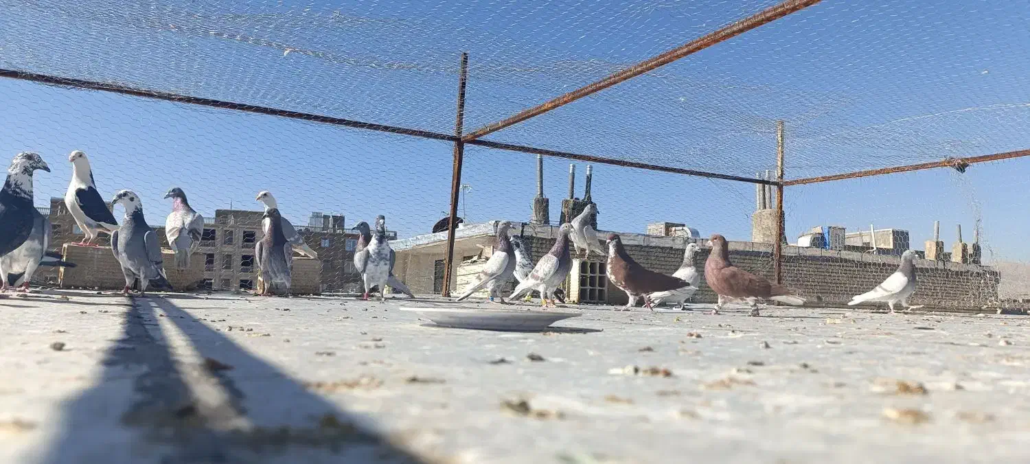 کفتر|پرنده|شیراز, کوشک میدان|دیوار