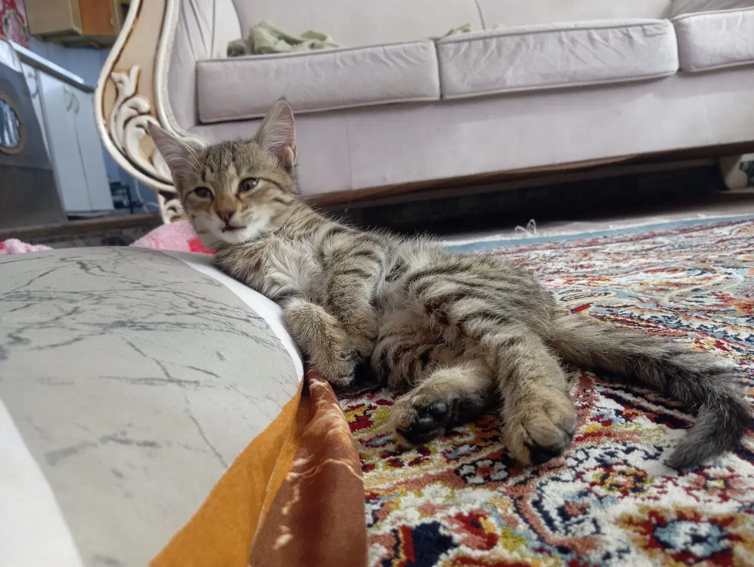 واگذاری گربه خانگی|گربه|بوکان, |دیوار