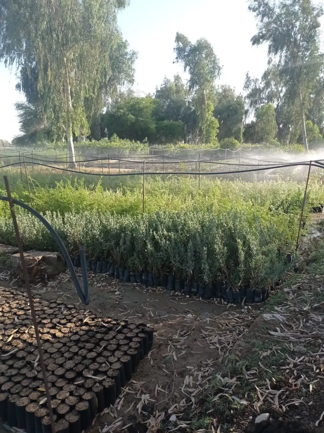 زمین باغی|فروش زمین و ملک کلنگی|هندیجان, |دیوار