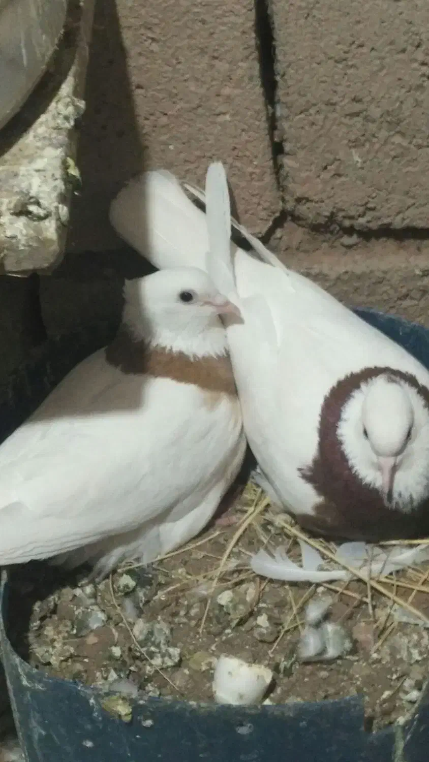 کفترطوقی‌ذات‌هفرنگ‌|پرنده|شامکان, |دیوار