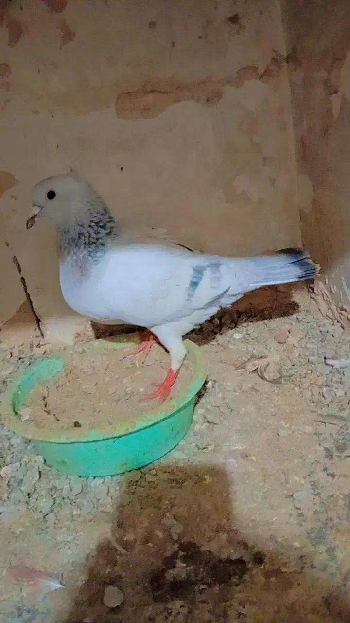 اسباب بازی|اسباب‌بازی بچه|تربت‌حیدریه, آبشار|دیوار