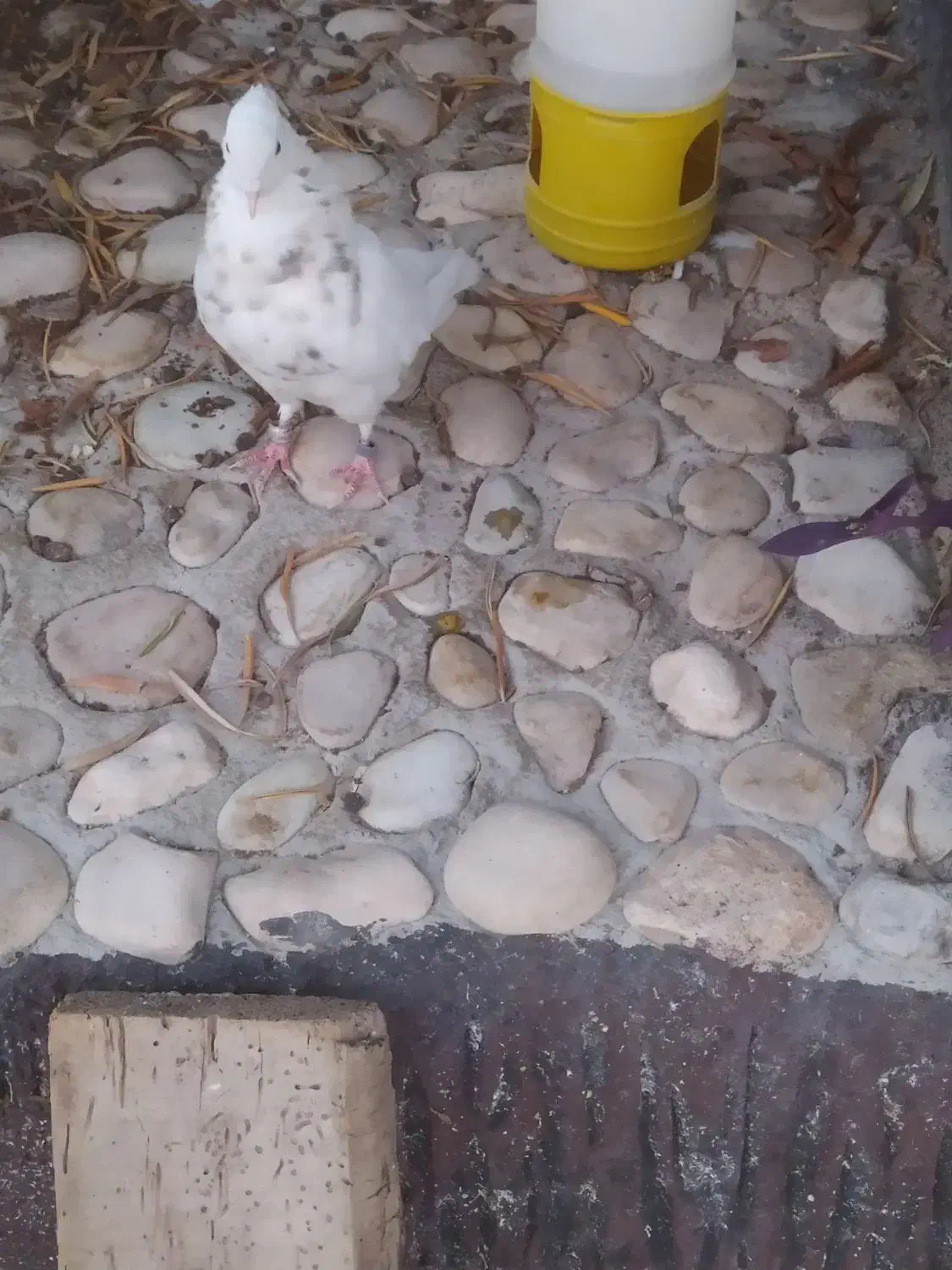 جفت طوق شازده و دم قهوای معاوضه|پرنده|کوهمره, |دیوار