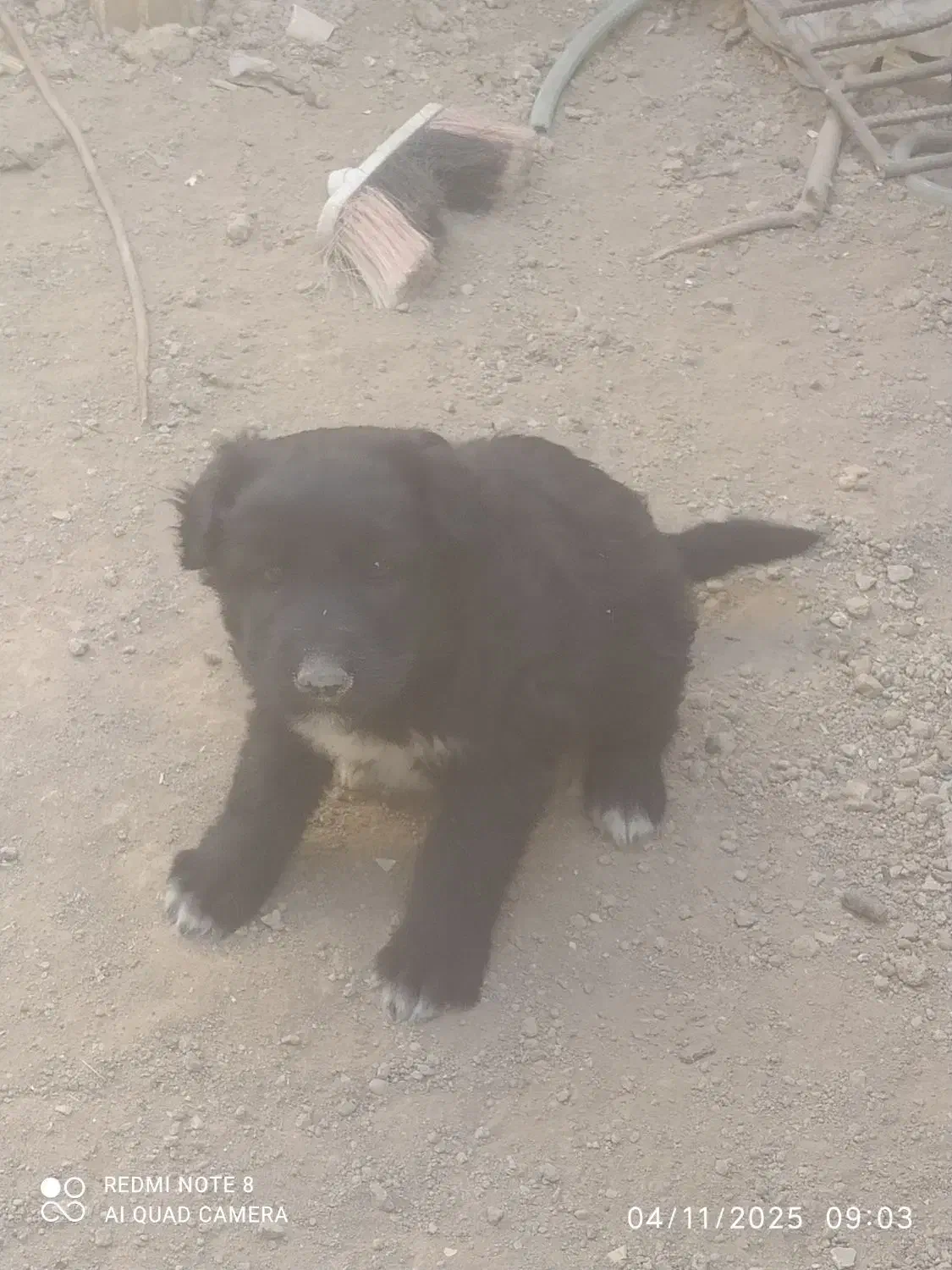 سگ ماده|سگ|خمینی‌شهر, |دیوار