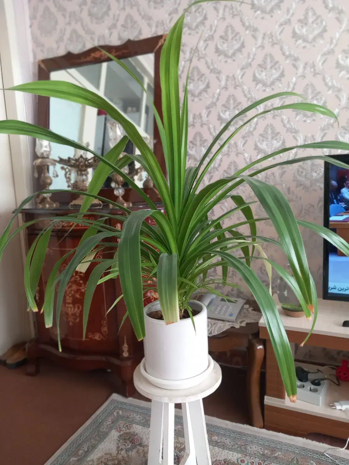 گل پاندانوس|گل و گیاه طبیعی|تهران, فدک|دیوار