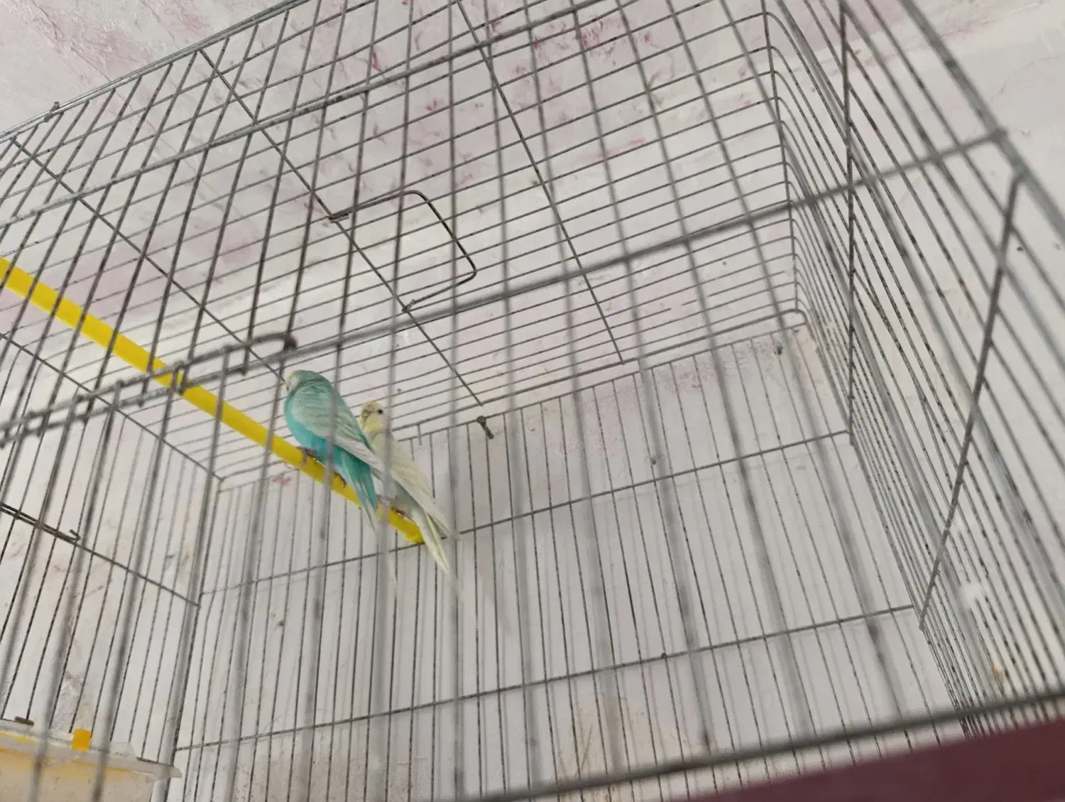 پرنده زینتی و فروش پرنده الان دارم فنچ قناری عروس|پرنده|لالی, |دیوار