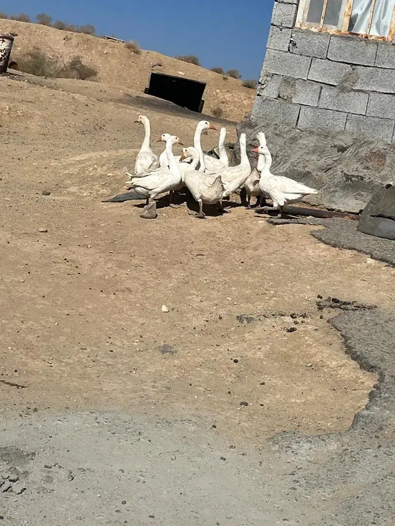 غاز|حیوانات مزرعه|پاریز, |دیوار