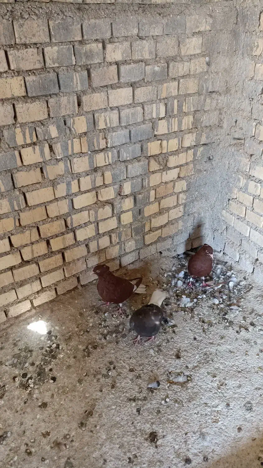 دمسفیدماده|پرنده|خرمشهر, |دیوار