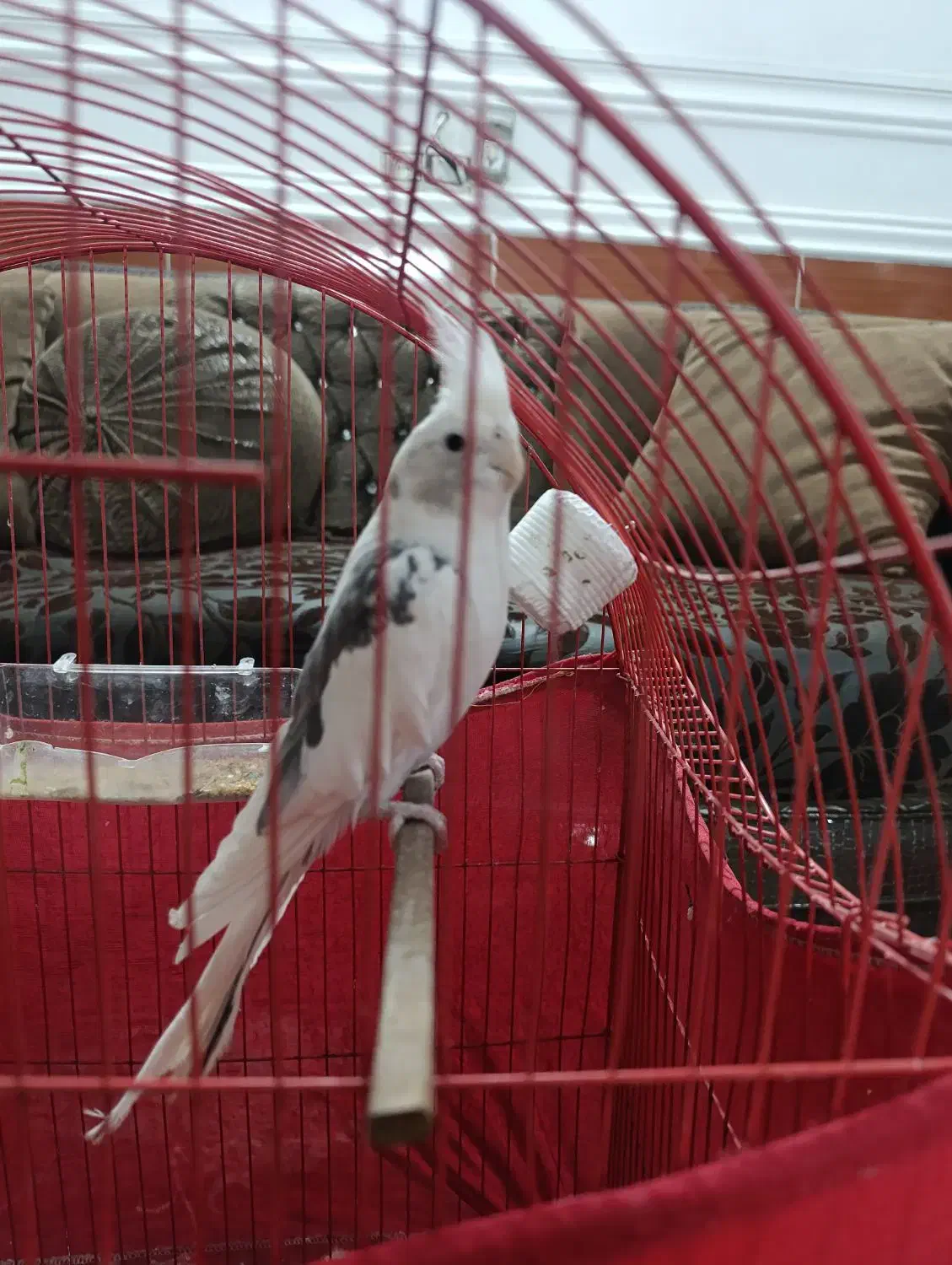 عروس هلندی جفت آلبینو دوکت|پرنده|گرگان, |دیوار