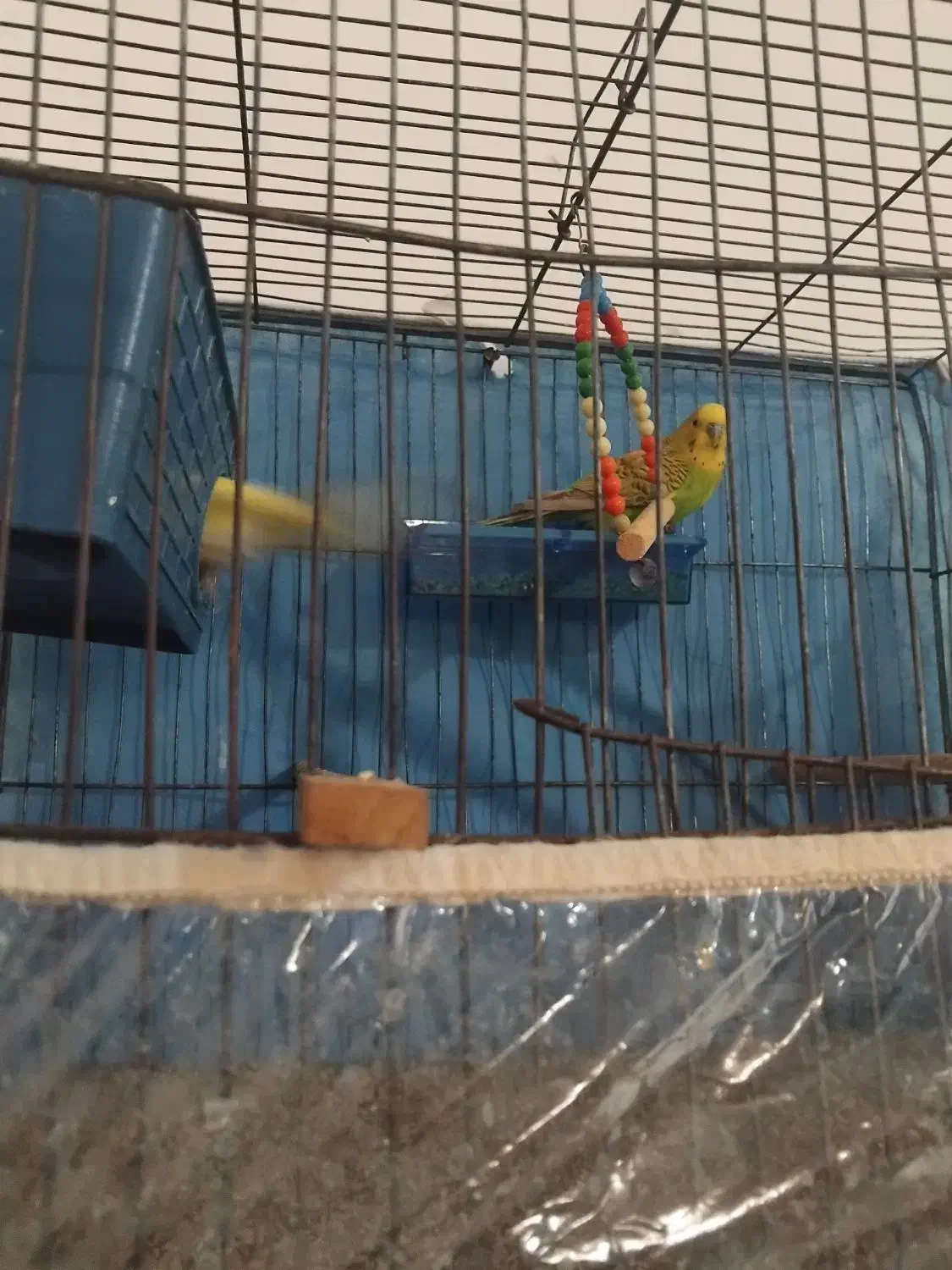 مرغ عشق|پرنده|جیرفت, |دیوار