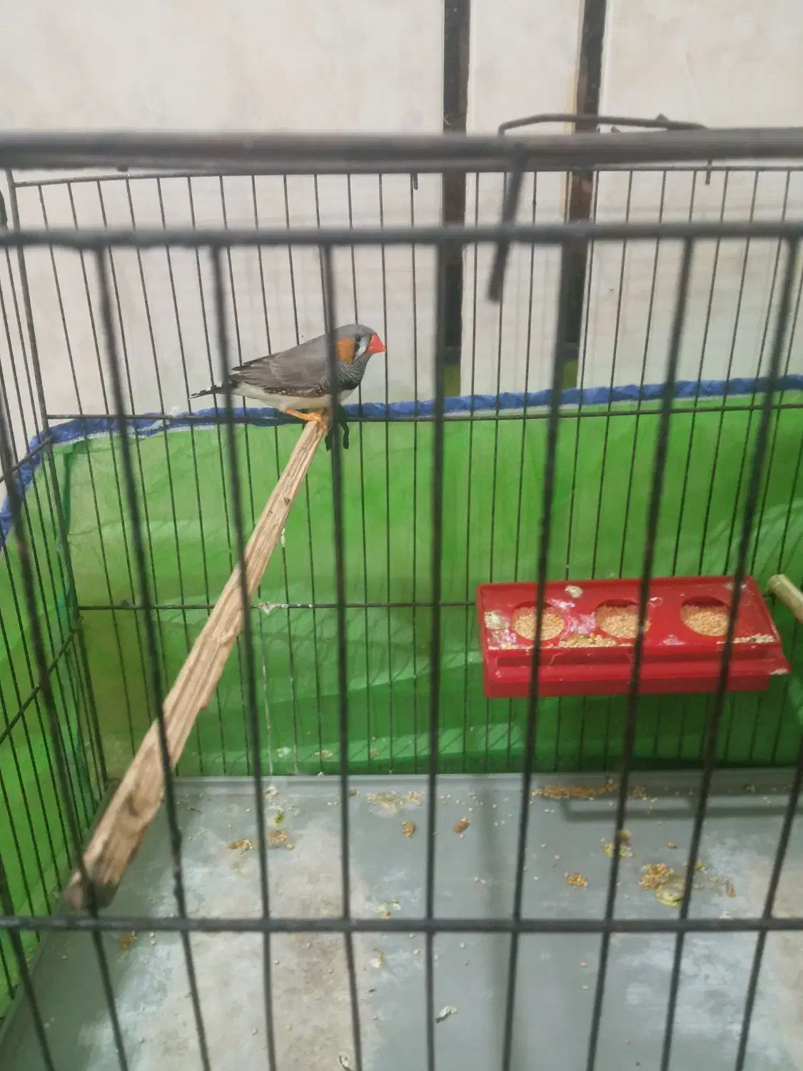 فنچ زبرا نر|پرنده|کارون, |دیوار