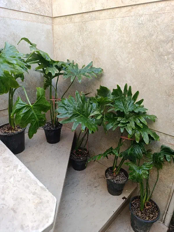 دونه 150اریکا 150|گل و گیاه طبیعی|نیشابور, شهید بهشتی|دیوار