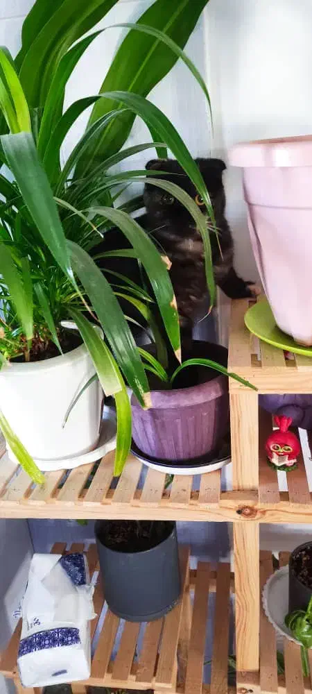 دخترهای خوشکل|گربه|بندرعباس, |دیوار