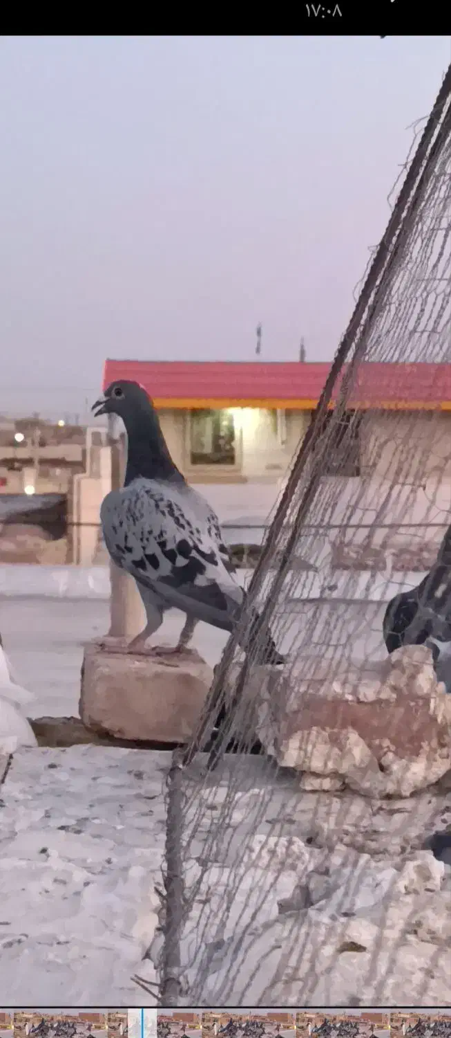 گم شده|حیوانات|زابل, |دیوار