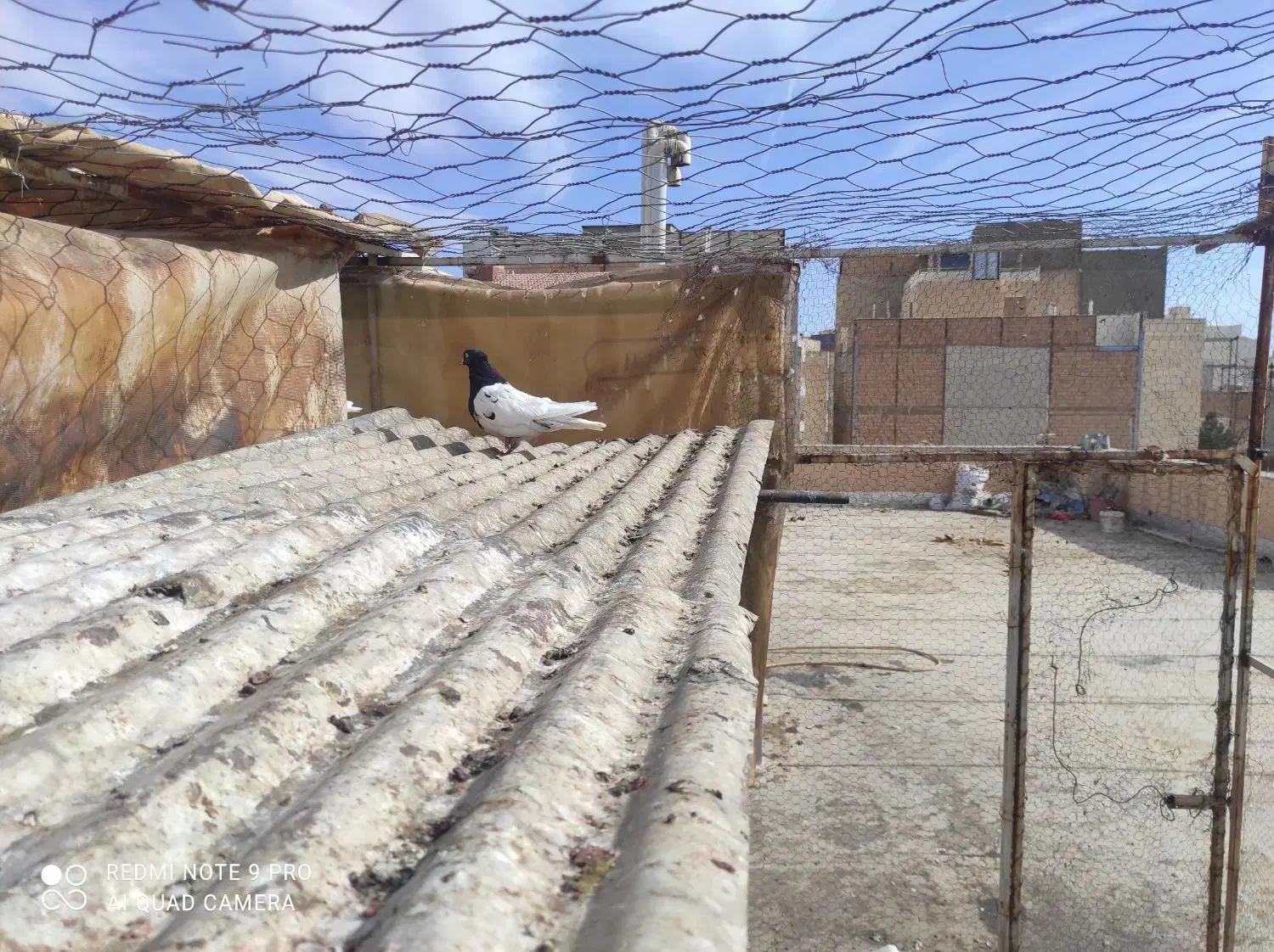 کبوتر|پرنده|سبزوار, عظیمیان|دیوار