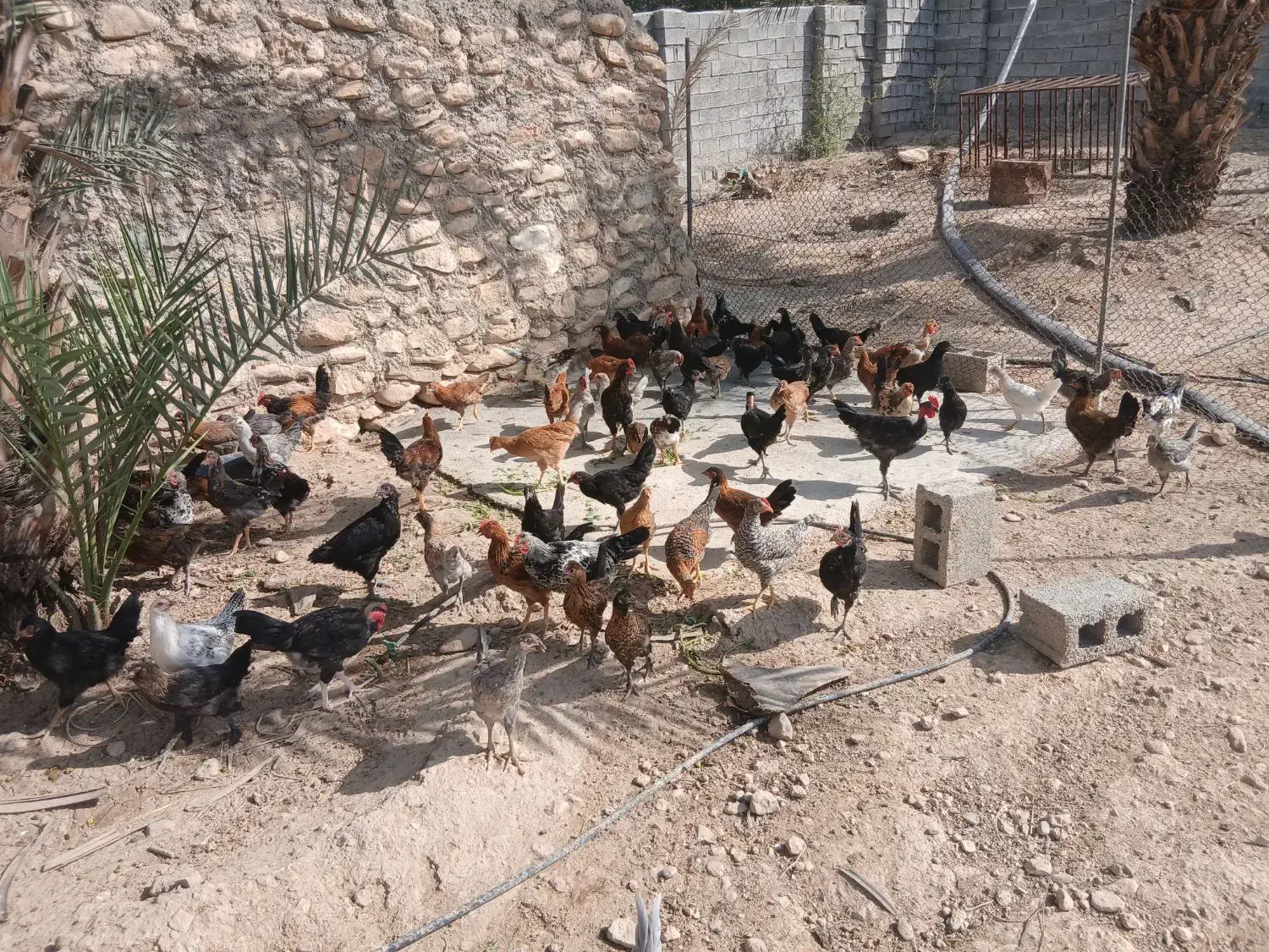 تخم مرغ محلی نطفه دار|حیوانات مزرعه|کازرون, |دیوار