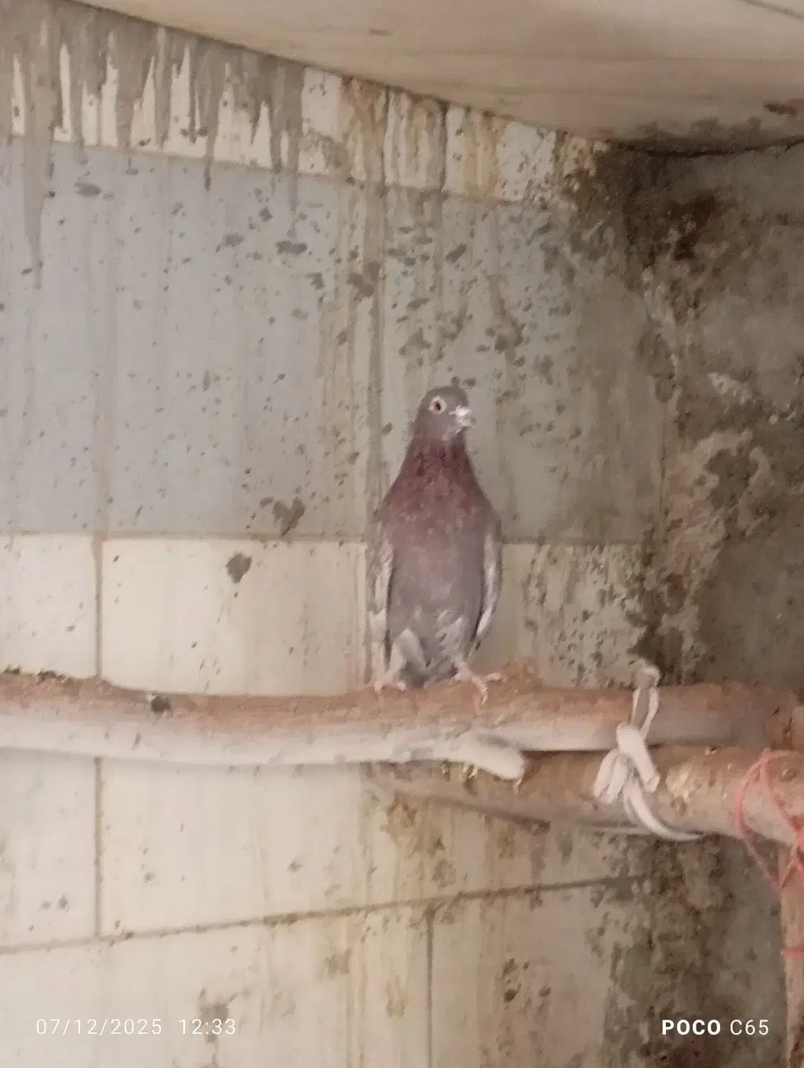 کفتر|پرنده|اردکان, |دیوار