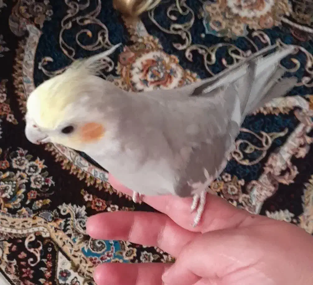 یه جفت عروس هلندی|پرنده|جرقویه, |دیوار