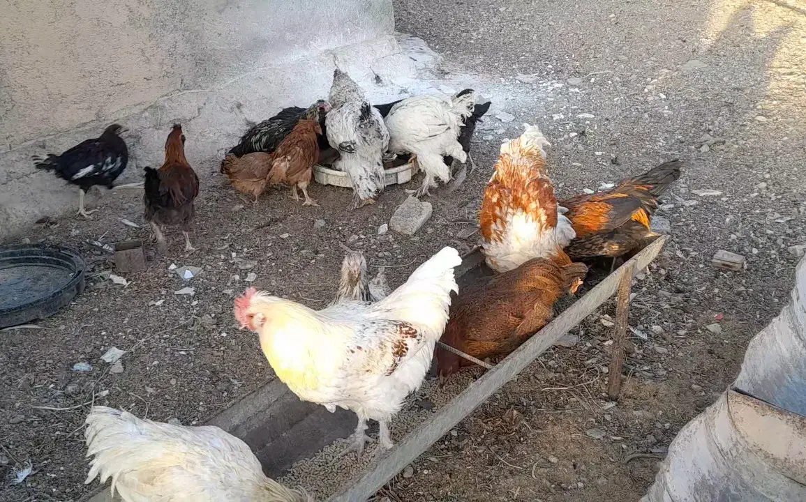 خروس فروشی|حیوانات مزرعه|شاهرود, |دیوار