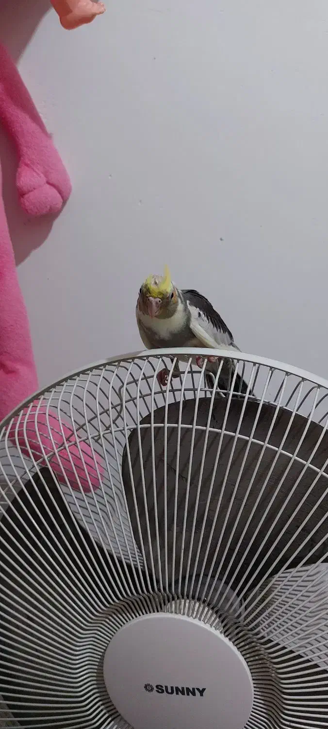 مجسمه عروس زیبا|مجسمه، تندیس، ماکت|تربت جام, فاز ۳ فرهنگیان|دیوار