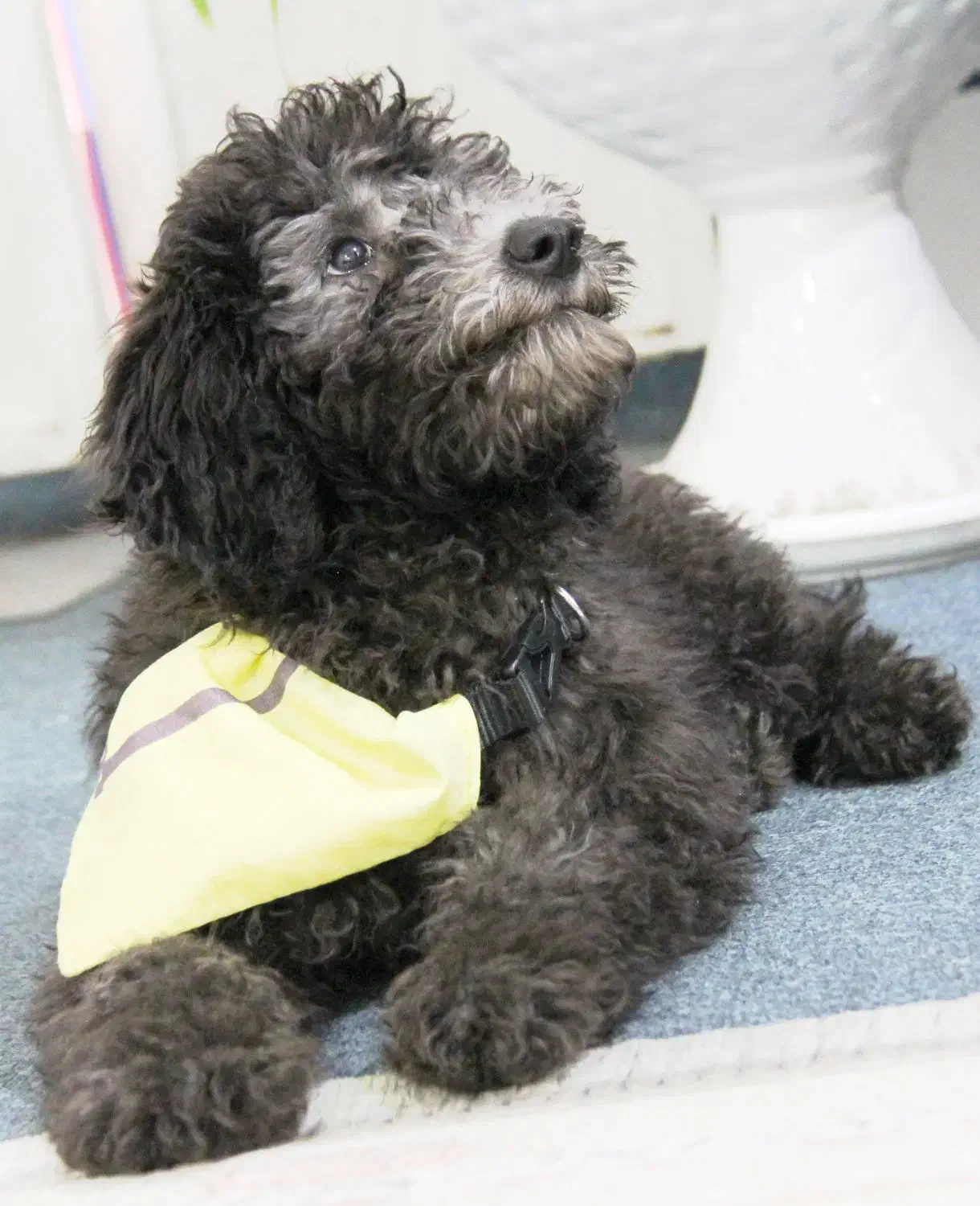 سگ پودل|سگ|شیراز, پودنک|دیوار