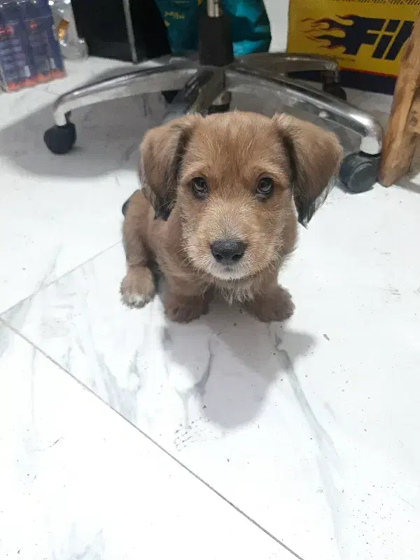 سگ شیتزو|سگ|اهواز, کوی رمضان|دیوار