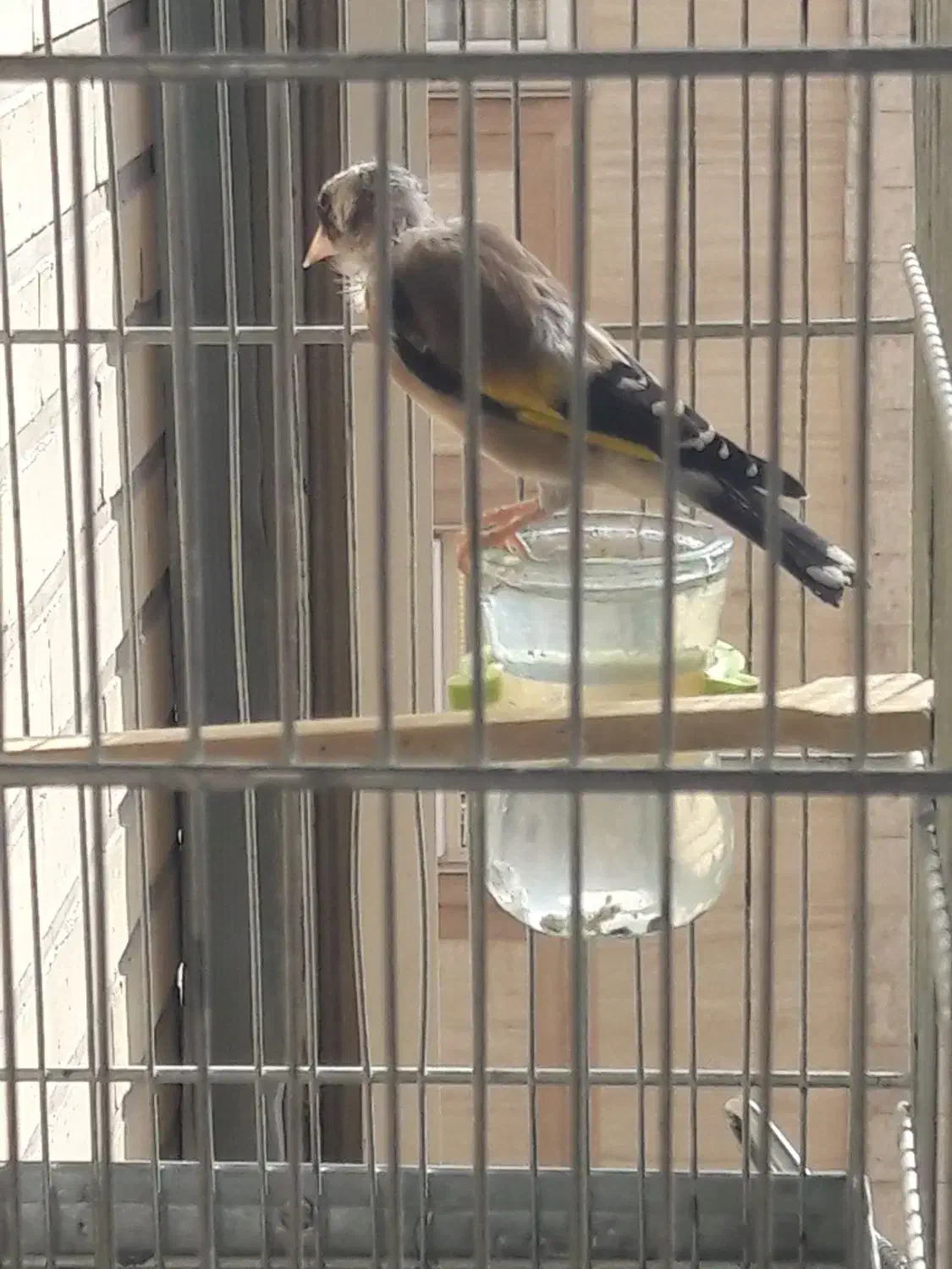 پرنده سره|پرنده|تهران, سهروردی|دیوار