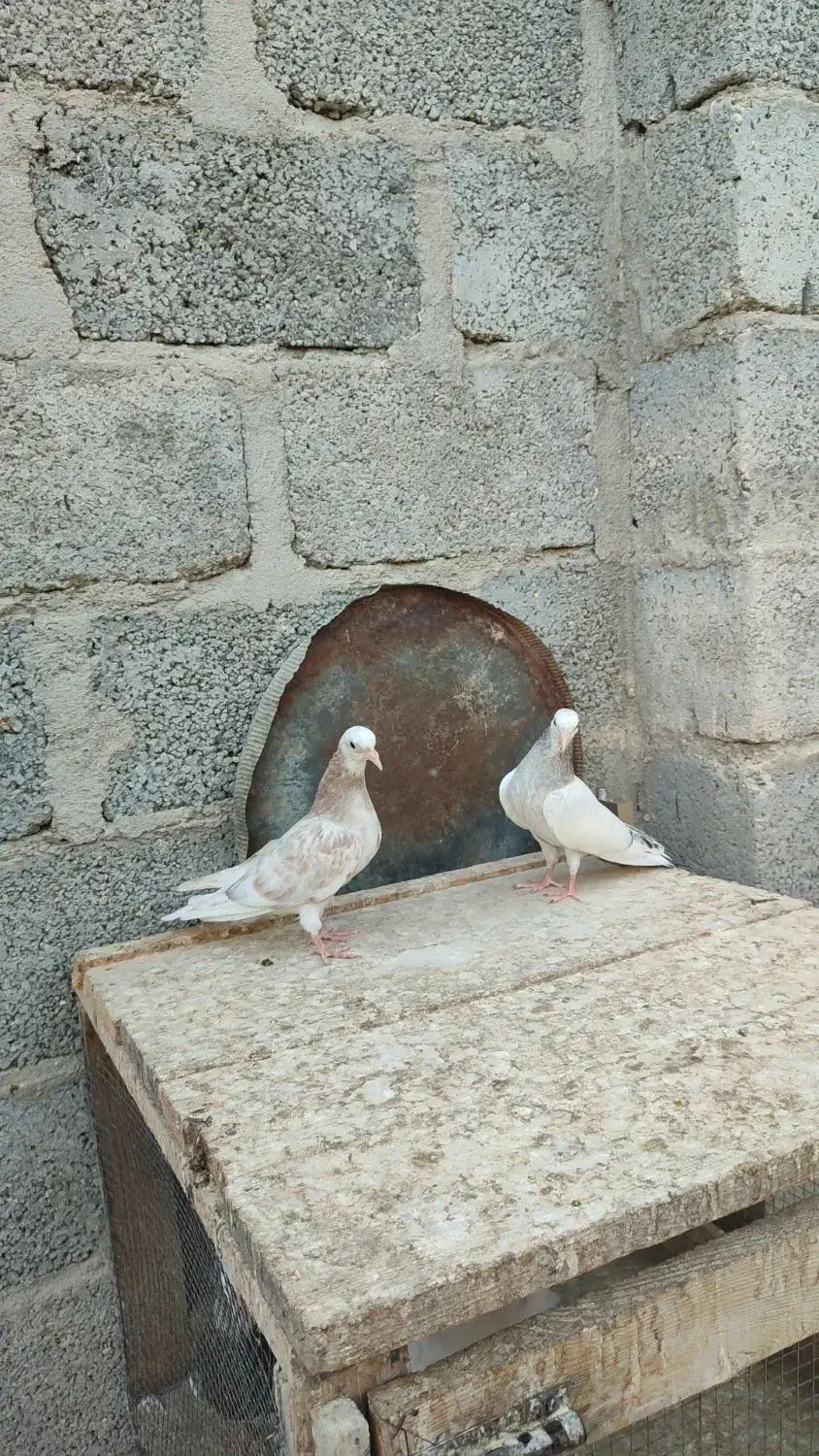 پتی والا|پرنده|پارسیان, |دیوار