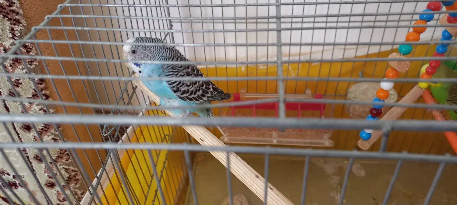 یک جفت مرغ عشق بفروش میرسد|پرنده|سنقر, |دیوار