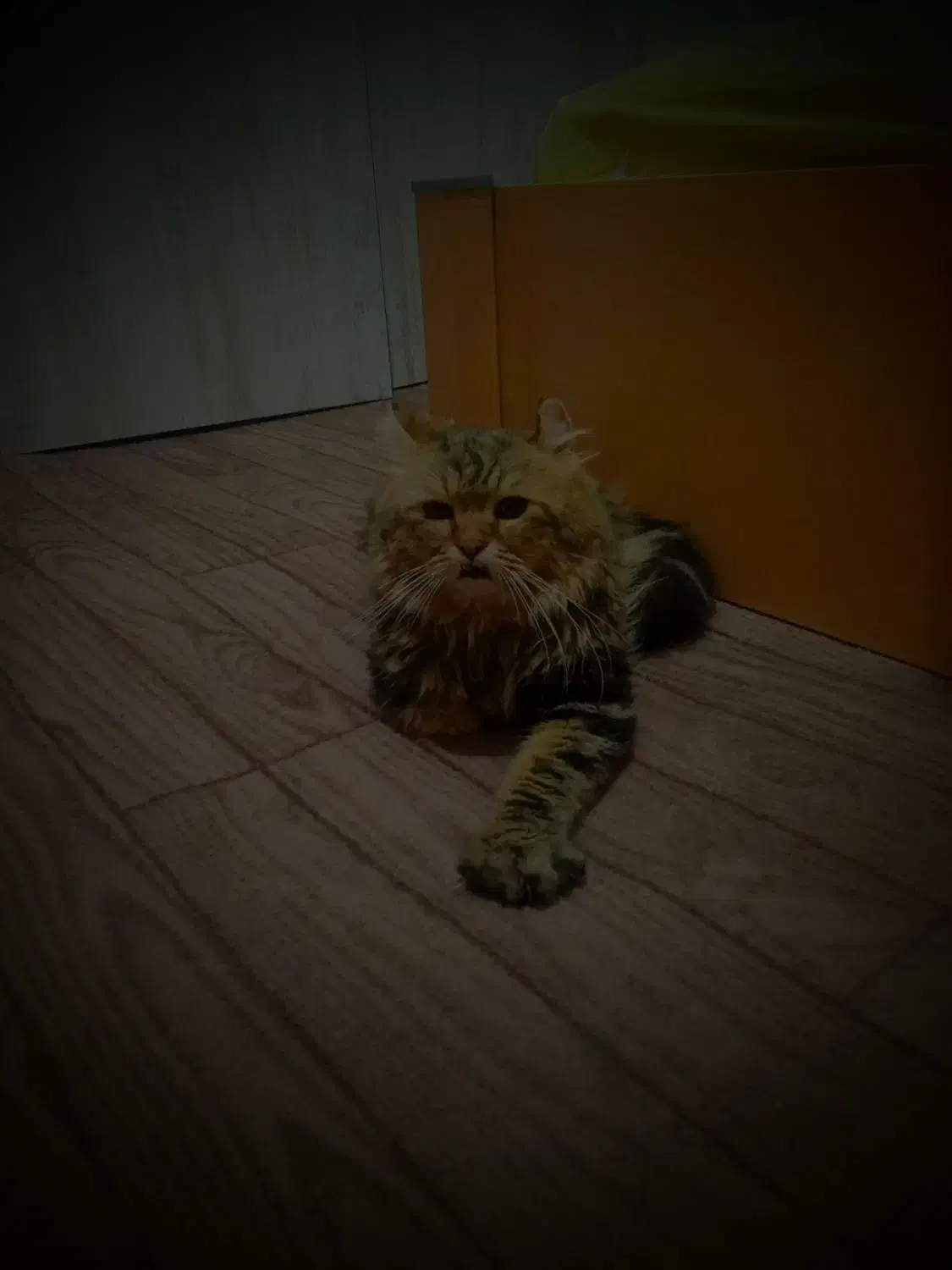 گربه پرشین|گربه|کرج, گلدشت|دیوار