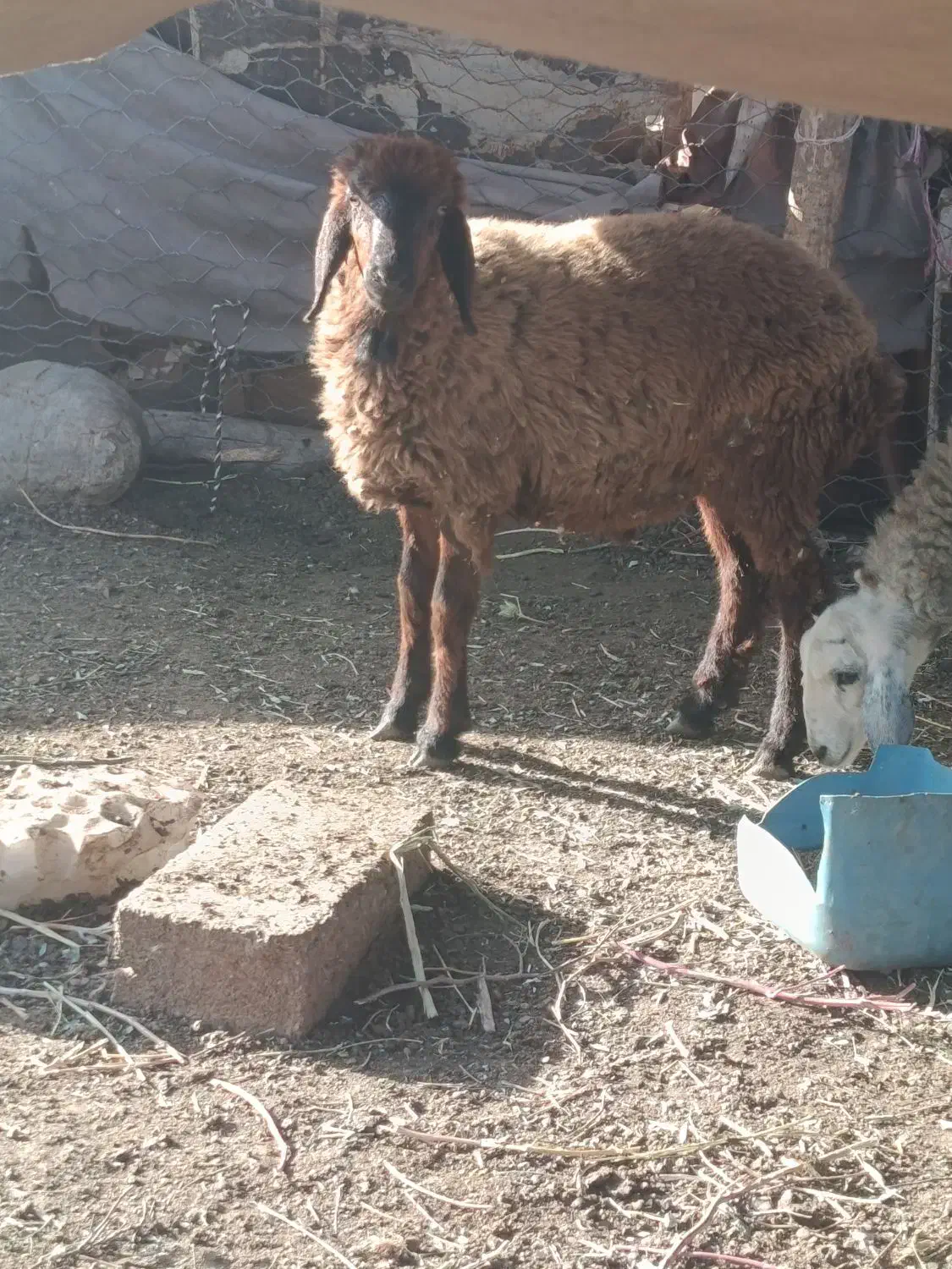 بره نر|حیوانات مزرعه|الوند, |دیوار