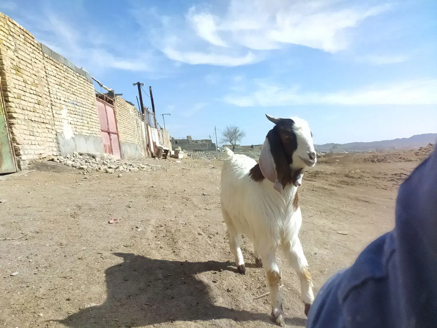 گوسفند|حیوانات مزرعه|تربت‌حیدریه, پائین ولایت|دیوار