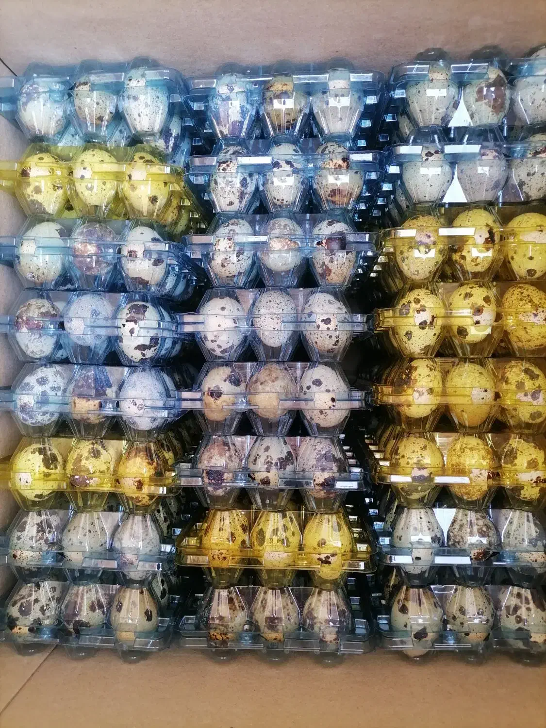 تخم بلدرچین 12 عددی|خوردنی و آشامیدنی|قم, سراجه (۱۵ خرداد)|دیوار