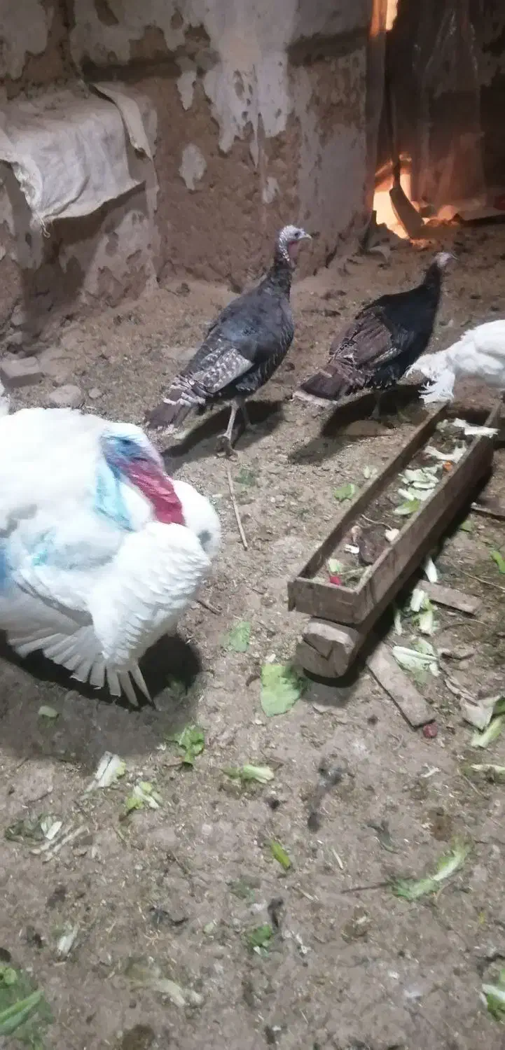 چهار تا بوقلمون ماده یک نر|حیوانات مزرعه|دهگلان, |دیوار