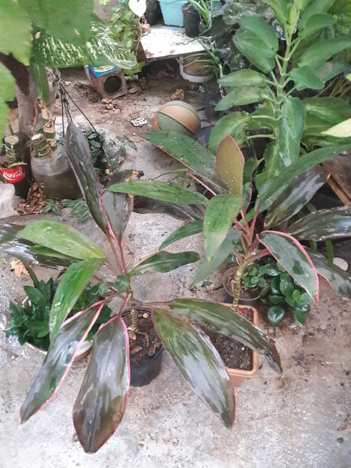 گل اپارتمانی|گل و گیاه طبیعی|کرمانشاه, |دیوار