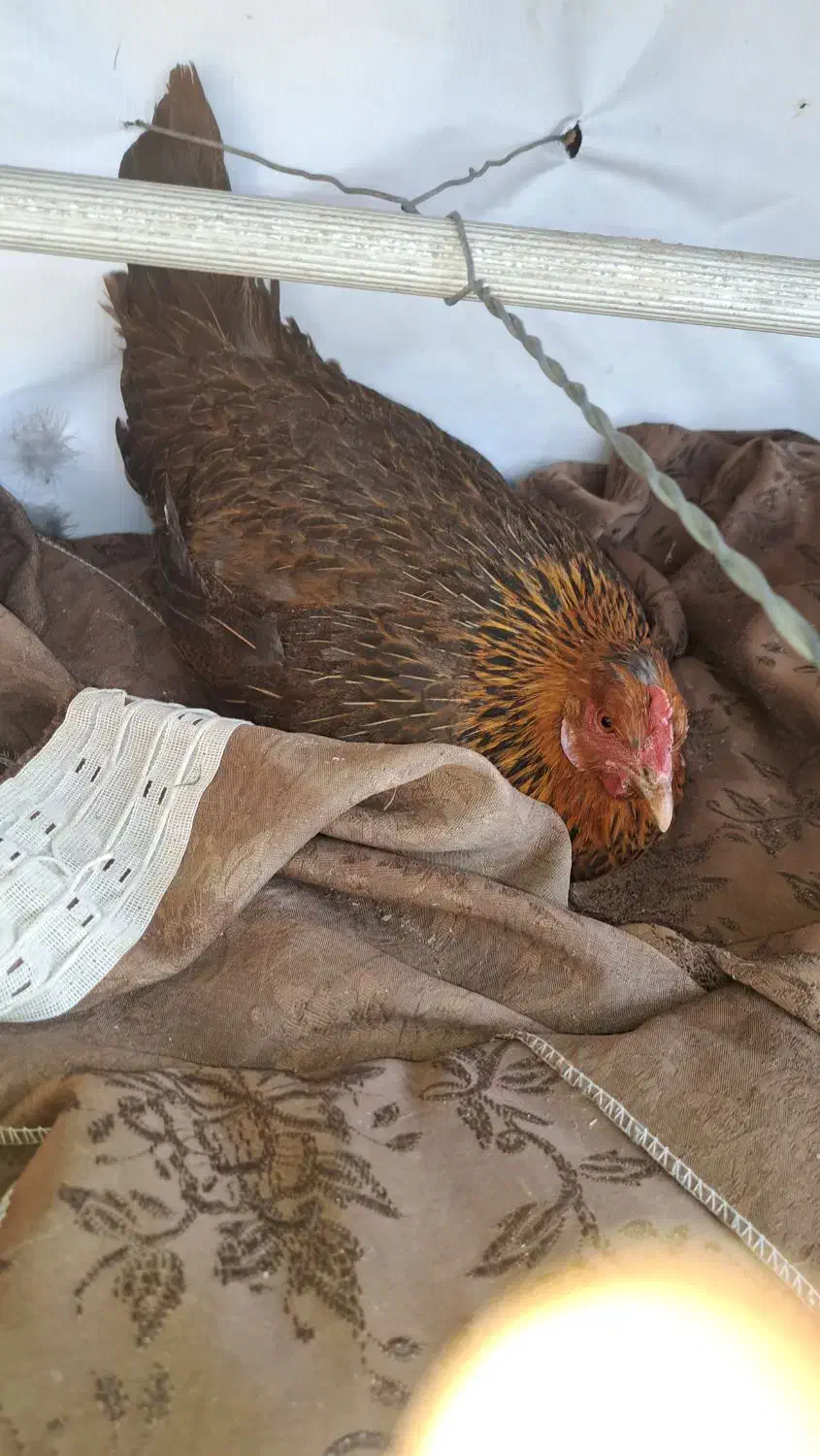 مرغ کرک با ۱۷ تخم.. .بوقلمون|حیوانات مزرعه|شوشتر, |دیوار