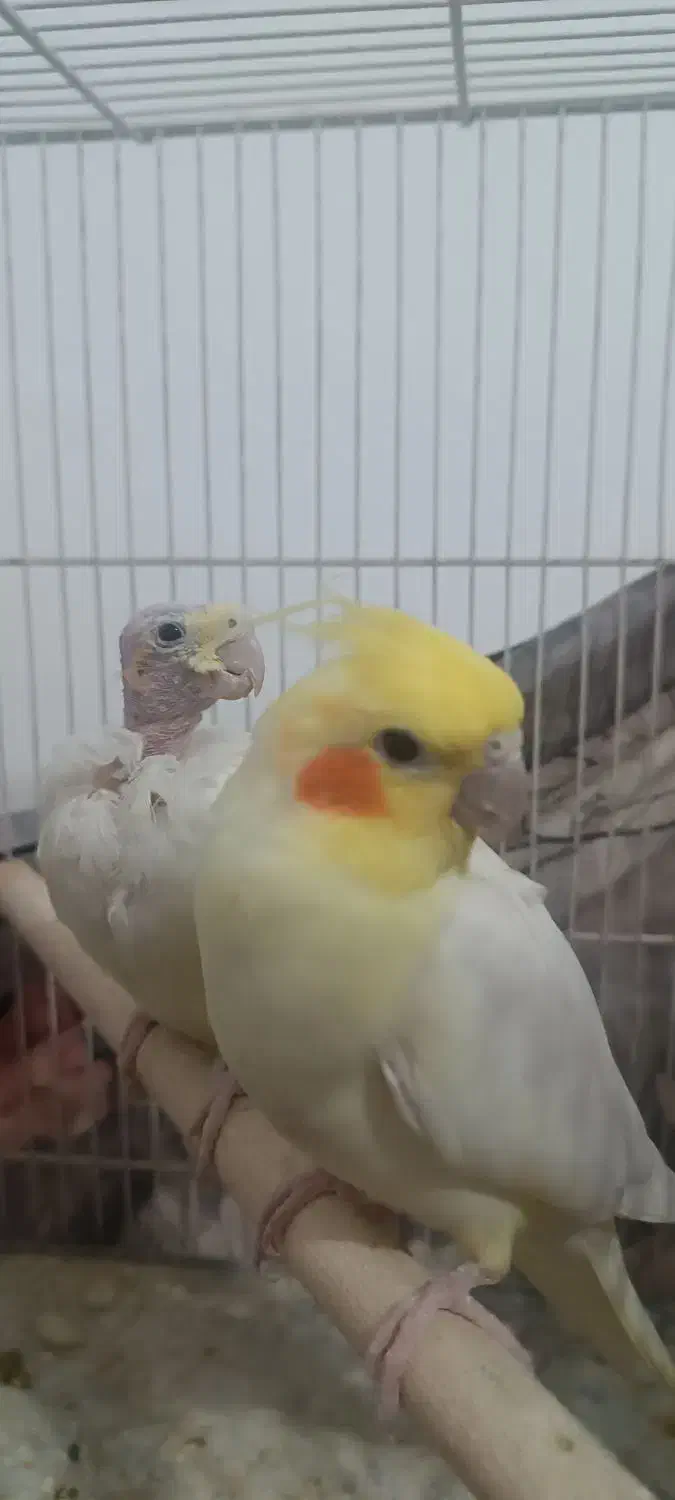 یک جفت عروس هلندی مولد چهار تخمی|پرنده|طبس, |دیوار