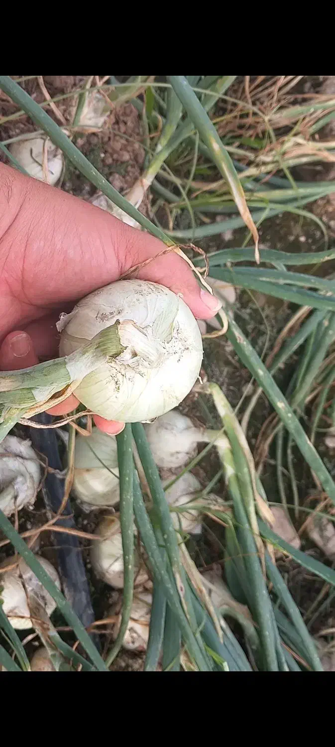 اجاره یک هکتار زمین کشاورزی واقع در شهرک انقلاب|اجارهٔ دفتر صنعتی، کشاورزی، تجاری|جیرفت, |دیوار