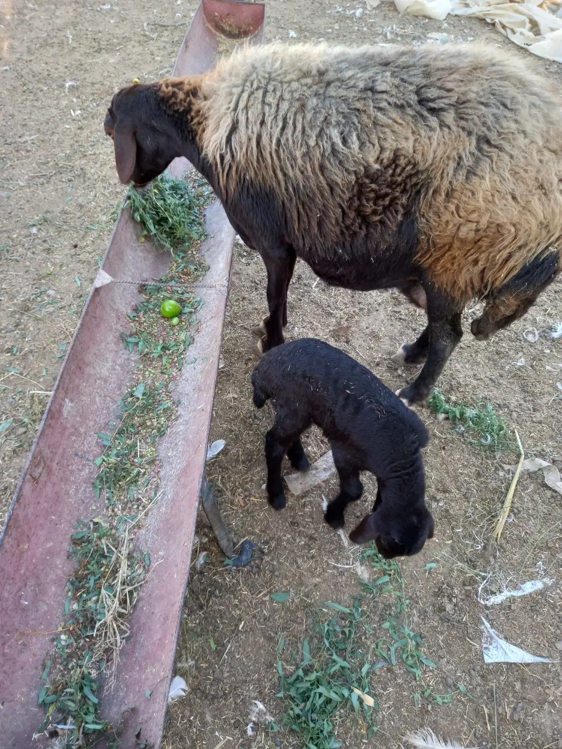 گوسفند بابره نر|حیوانات مزرعه|نگین شهر, |دیوار