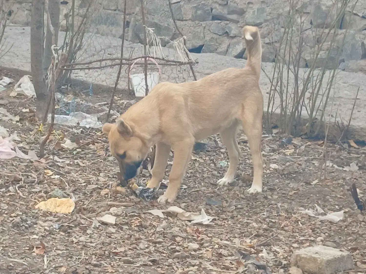 توله سرابی درجه۱|سگ|تبریز, |دیوار