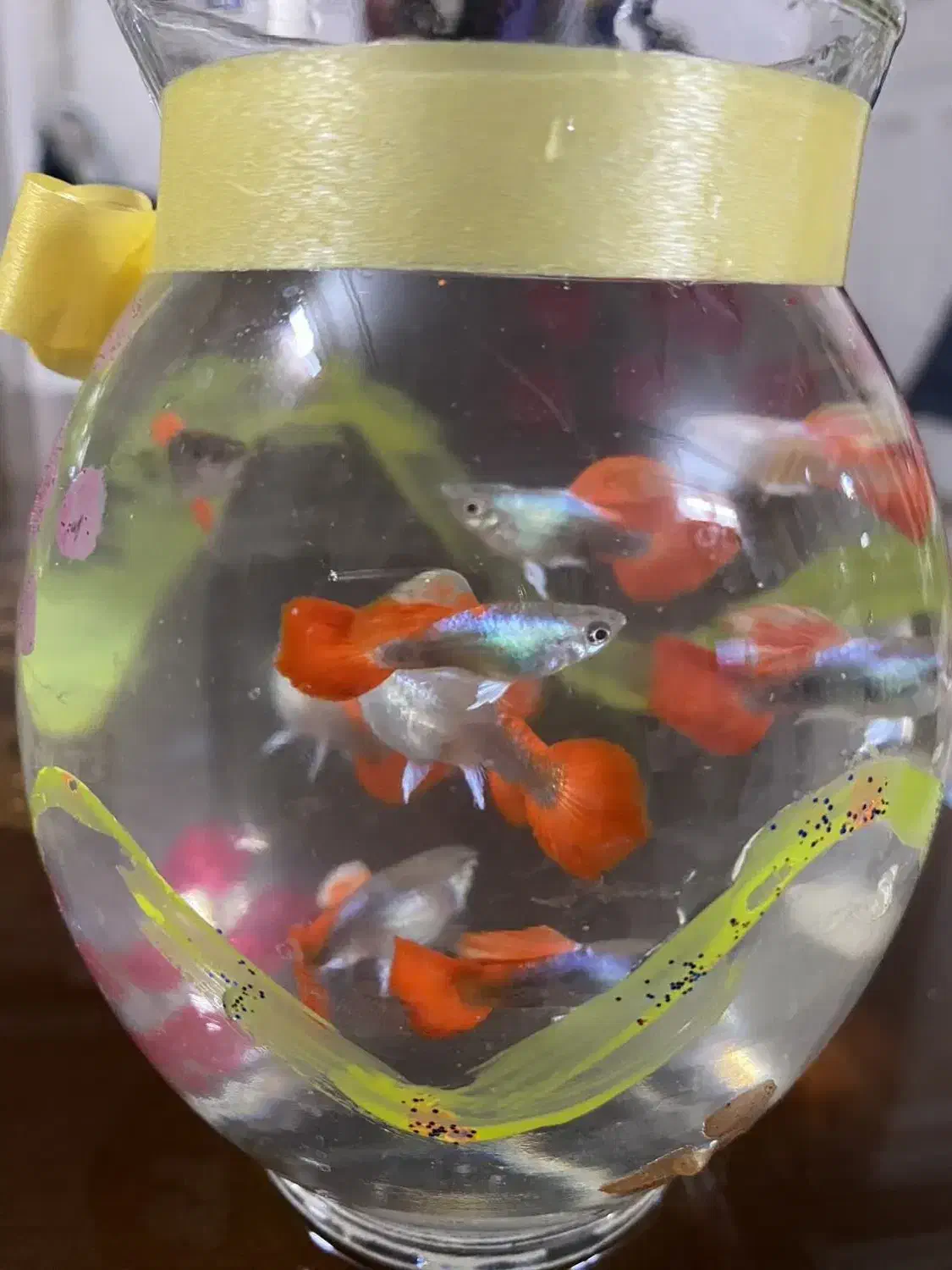 گوپی‌ کوی بالن سرقرمزوسرسفید|ماهی|تهران, کوثر|دیوار