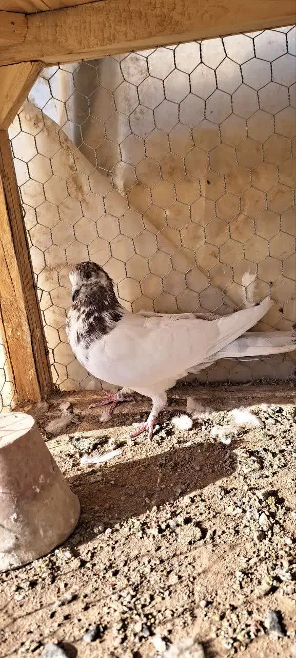 سه عدد نر کاشونی به درد بخور|پرنده|اصفهان, عطار نیشابوری|دیوار