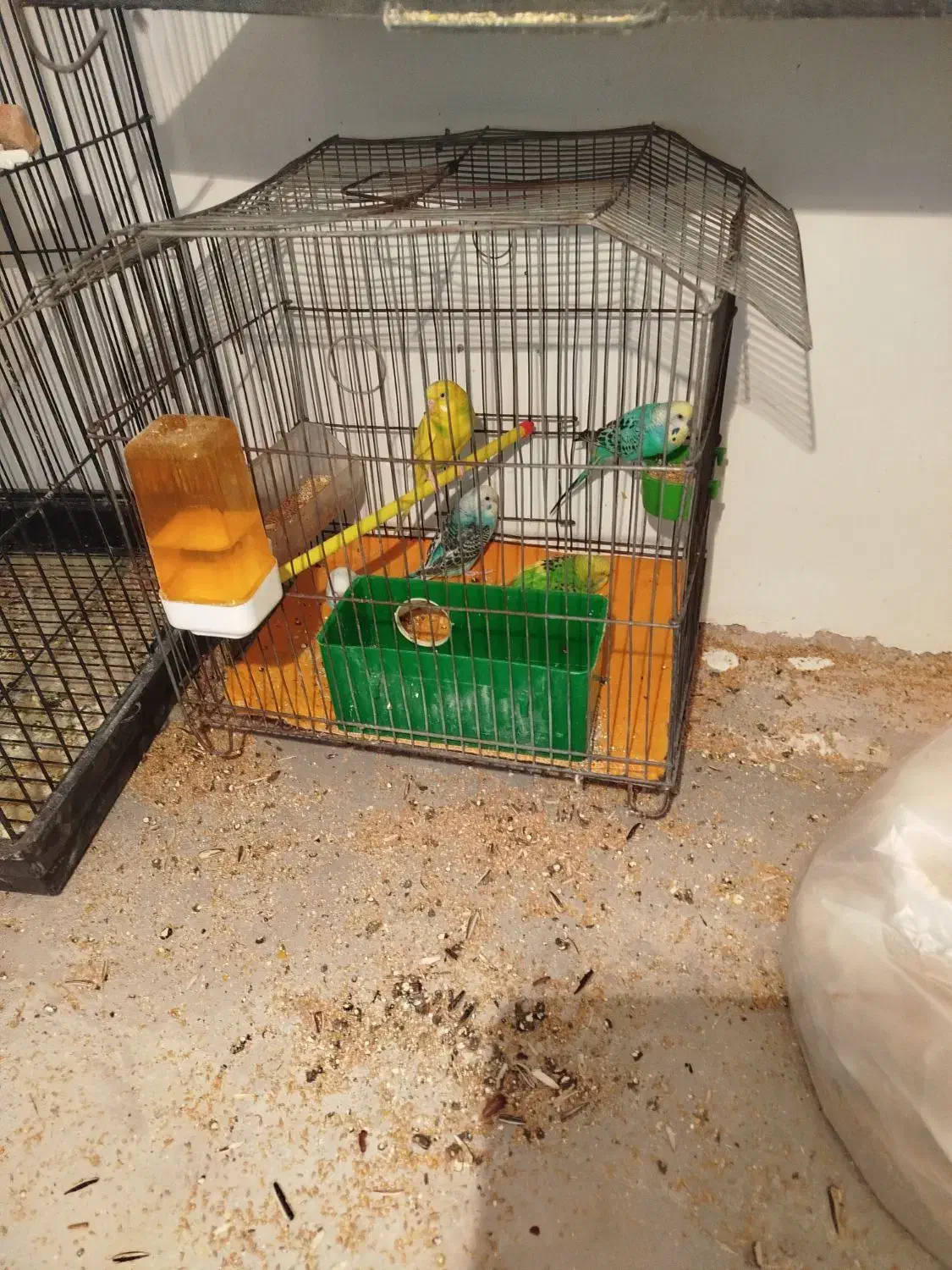 مرغ عشق جفت جوجه|پرنده|سیرجان, |دیوار