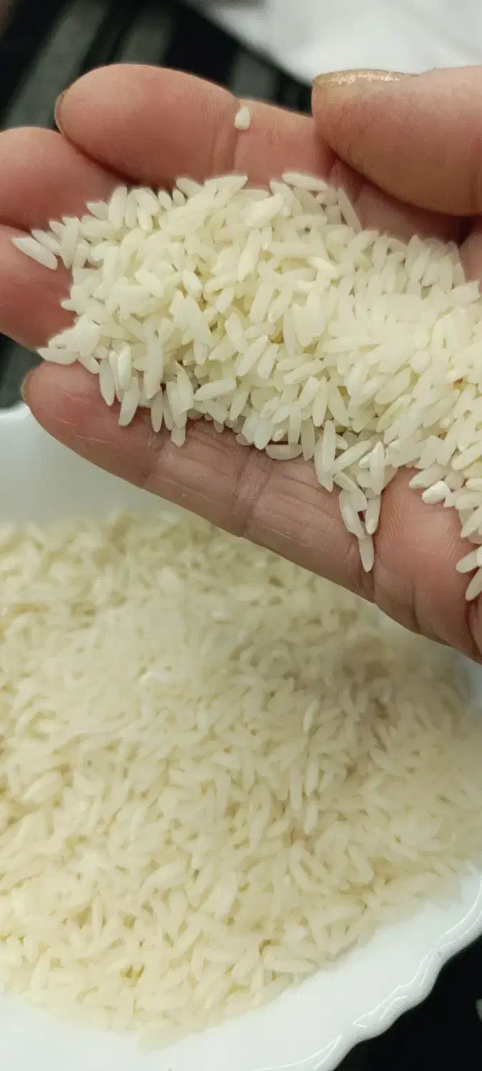 برنج طارم هاشمی|خوردنی و آشامیدنی|بندر انزلی, نامجو|دیوار