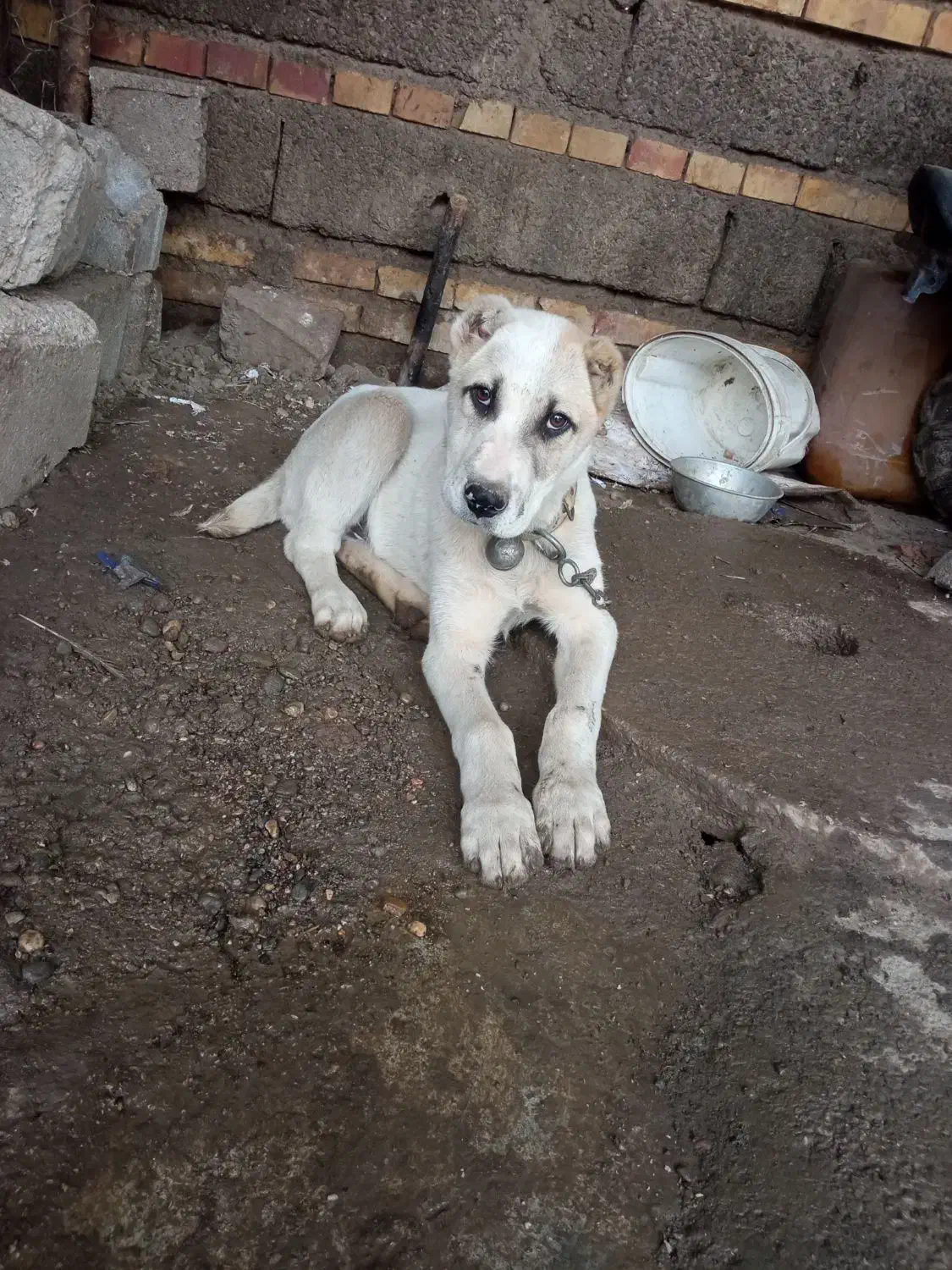 سگ البای نر|سگ|گنبد کاووس, |دیوار