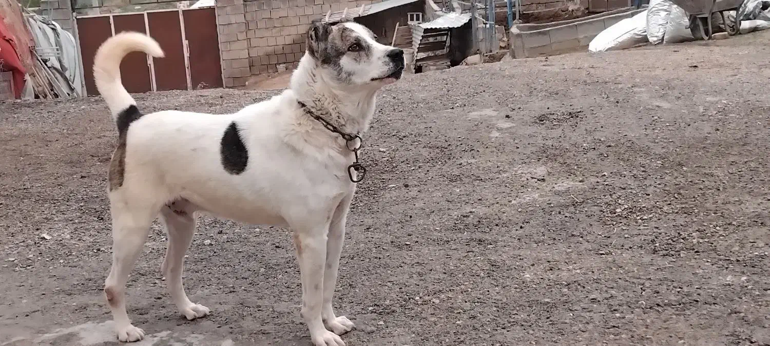 سگ دورگه|سگ|سرپل ذهاب, |دیوار