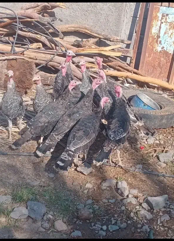 فروشه بوقلمون|حیوانات مزرعه|میناب, |دیوار