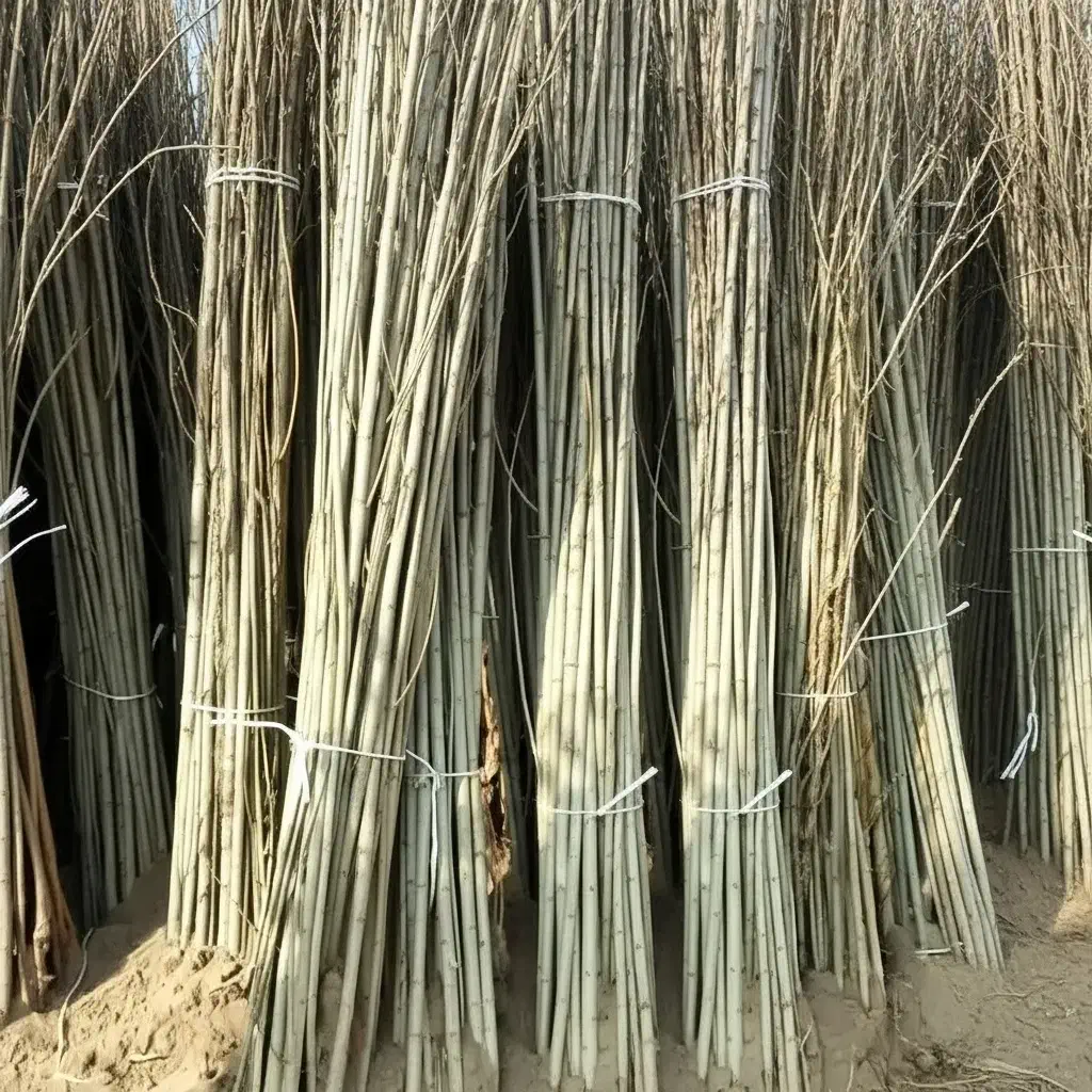 نهال سپیدار برای تولید چوب و فضای سبز بهترین کیفیت|گل و گیاه طبیعی|زنجان, |دیوار